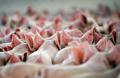 В России выросло производство свиней на убой