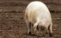 В Нижегородской области зарегистрированы случаи заболевания свиней Африканской чумой