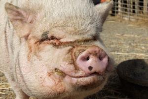 В Брянске свинья треснула пополам от нанокормов