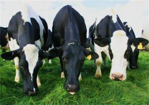 В Краснодарском крае будут выводить перспективные породы скота