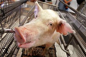 В Россельхознадзоре допустили возобновление поставок свиней из ЕС