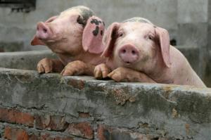 В трех очагах АЧС выплатили компенсации за отчужденное свинопоголовье