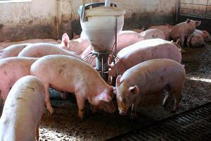 В России за I квартал производство свиней на убой увеличилось более чем на 10%