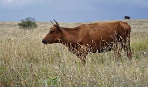 Россия инвестирует в развитие мясного скотоводства