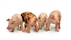 Rabobank: Мировой рынок свинины будет оставаться слабым