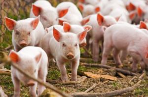 Свиньи расплодились в Приморье