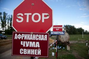 В пяти районах Нижегородской области введены ограничения по африканской чуме свиней