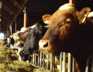 Финансирование всех отраслей животноводства в 2016 году будет сохранено – Лабинов
