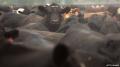 Минсельхоз: численность крупного рогатого скота в Татарстане превысила 745 000 голов