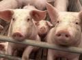 Нижегородская область оказалась под угрозой распространения африканской чумы свиней