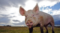 Оренбургский животновод выводит новый тип свиней