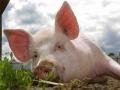 Обзор свиного рынка ЕС: Рынки сбалансированы