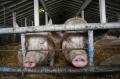 Свиноводство вырастет на 1 млн тонн