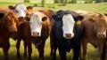 Поголовье мясного крупного рогатого скота в Нижегородской области за последние 3 года увеличилось более чем в 2 раза