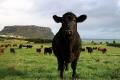 Австралия: Уходящий год принес прибыль экспортерам скота