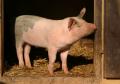 Производство свиней на убой выросло на 12,4%