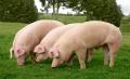 Минсельхоз России: за 4 месяца 2016 года производство свиней на убой в живом весе увеличилось на 14,6%