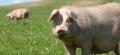 Промышленное свиноводство прибавит 5−6%