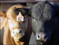 CME: Обзор рынка скота – 6 мая 2016 года