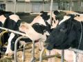 В Мордовии семейные фермы в 2015 году произвели 7,8 тыс. т молока и 407 т мяса