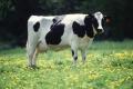 Минсельхоз Приангарья увеличил субсидии на закуп мяса и молока у владельцев личных подсобных хозяйств