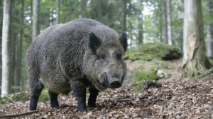 Дикие свиньи держат в постоянном напряжении жителей Германии