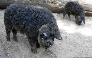 В Бурятии набирает популярность разведение гигантских «свиноовец»