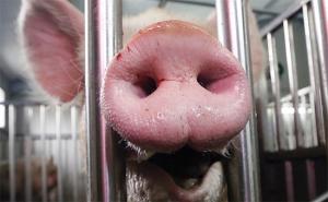 В Беларуси можно обеспечить 30% прироста свинины за счет улучшения кормовой базы