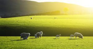Новая Зеландия: Фермеров ожидают трудные времена